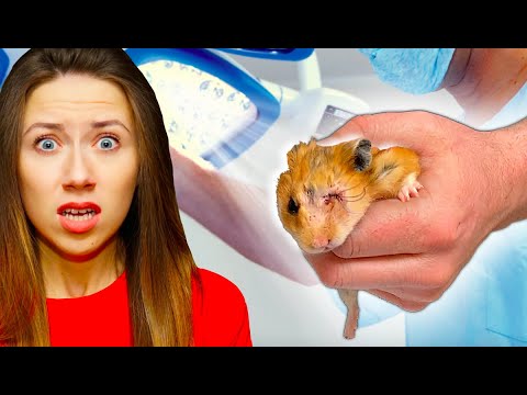 ХОМЯКУ УДАЛИЛИ ГЛАЗ  - ОПЕРАЦИЯ ! Хомяк Эдди Проткнул Глаз ? | Elli Di Pets - Смотреть видео с Ютуба без ограничений