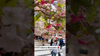 Cherry Blossoms - Mall Version 🌺🥰 #youtubeshorts