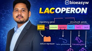 The Lac Operon Regulation Of Lactose Metabolism In E. Coli.