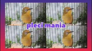 Masteran Pleci Nembak Wit Wit Bren Ciblek#vidio#fypyoutube