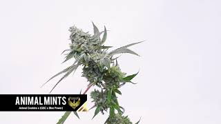 Animal Mints