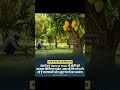 #2581 #digital #farming #RentATree #startup #pure #organic #fruits