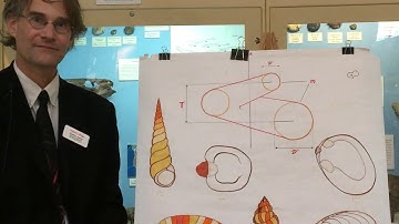 Tate Talk- How do Seashells Grow- part 1