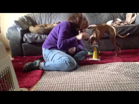 Scipio an Italian Greyhound doing tricks | Doovi