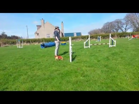 Poppy and Lily Training with Jaqui