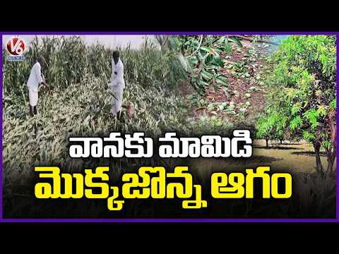 Heavy Rain Causes Crop Damage, Farmers Face Losses | V6 News - V6NEWSTELUGU
