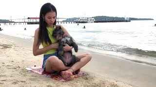 Lovely Amazing Cute Girl Playing With Groups Of Baby Cute Dog - Best Funny Cute Dog Part 02