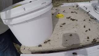 First Peek Into A Hive This Year