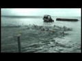 Oceania Champs - 5km Open Water