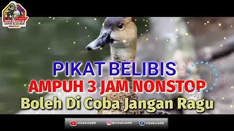 Best! Masteran belibis gacor Paling Jernih Durasi 3 Jam Nosntop 100% Point Langsung Bawa Pulang