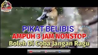 Best! Masteran belibis gacor Paling Jernih Durasi 3 Jam Nosntop 100% Point Langsung Bawa Pulang