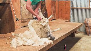 The Unseen Bond Between Sheep and Working Dogs - Picton