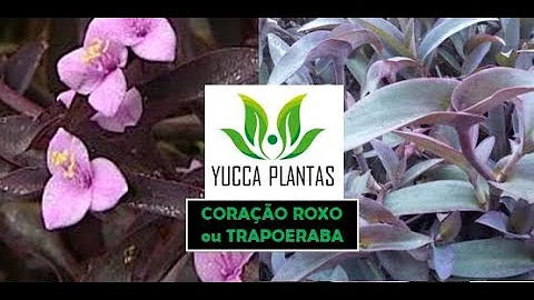Qual os benefícios da planta trapoeraba?