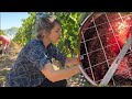 How Wine is Made in Bordeaux - Step by Step Explanation/Fun Documentary
