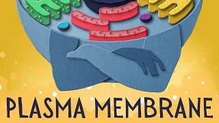 Plasma membrane: the security guard of the cell