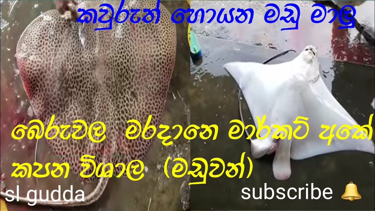 Rey fish cutting skill | fish cutting skill sri lanka - YouTube