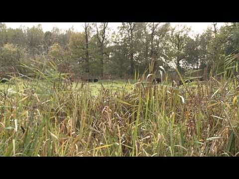 Wildernisvlees van het Utrechts Landschap