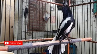 Suara Burung Kacer Gacor nagen satu titik bongkar isian.