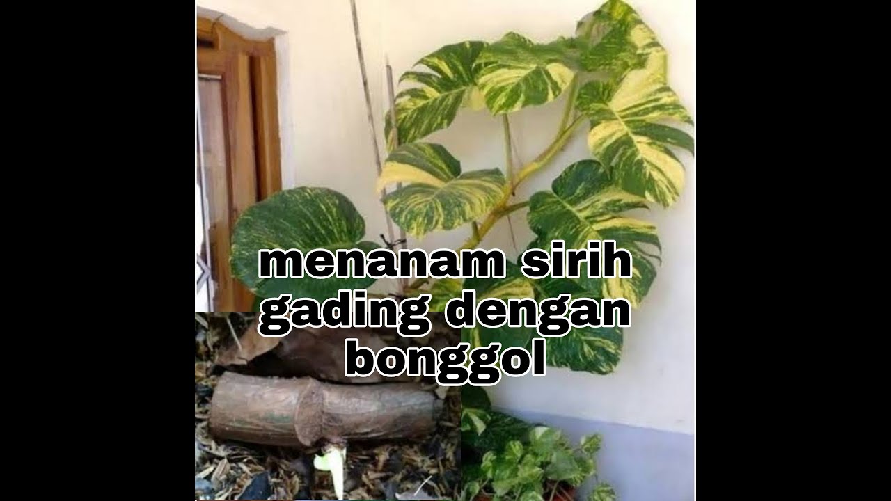 cara menanam sirih gading jumbo dengan bonggol 