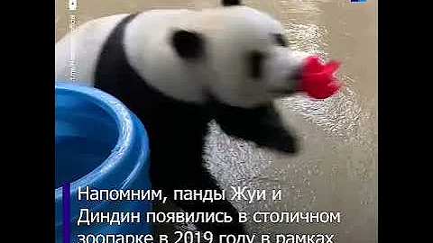 В Московском зоопарке панда Жуи получила необычную игрушку