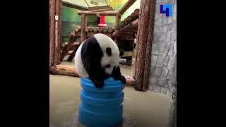 В Московском зоопарке панда Жуи получила необычную игрушку