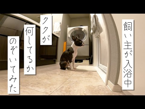 【ボストンテリア】飼い主が入浴中ククが何してるかのぞいてみた