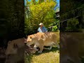 Walking with largest liger