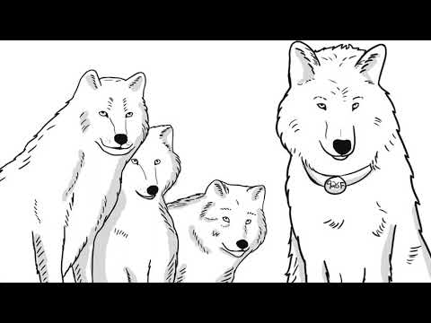 I am a Yellowstone Wolf!