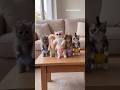 kitchen #cute #cat #animals #funny #video 🥰👍