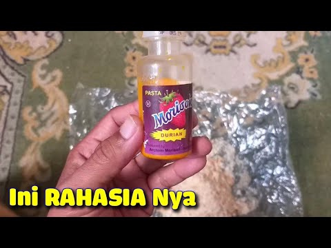CARA MEMBUAT UMPAN MANCING IKAN NILEM MELEM YANG SANGAT MUDAH