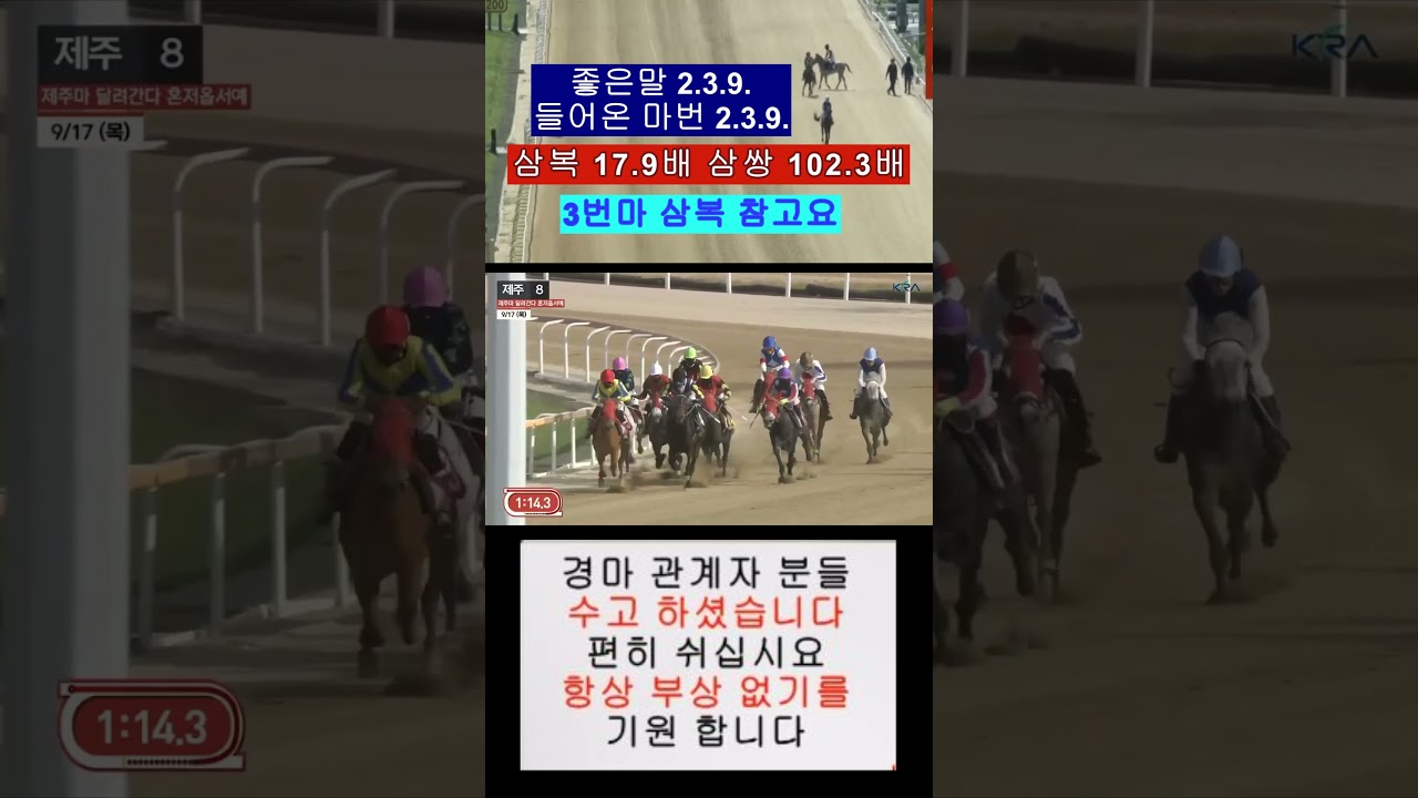 마지막 경주 3청룡 삼복까지 삼복만 맞춰서 죄송합니다