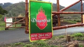 PBS Hawaii - HIKI NŌ Episode 615 | Kamehameha Schools Maui Middle | Dragonfruit Farm