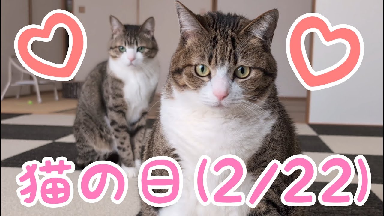 本日猫の日！動画後半にお知らせあります。vol.1281 - YouTube