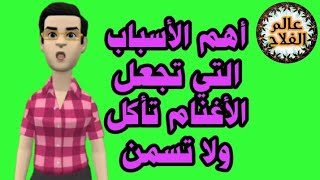 من أهم الأسباب التي تجعل الأغنام تأكل ولا تسمن