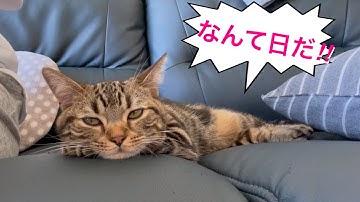 楽しみを奪われムシャクシャしてます㉒【アメリカンショートヘア】