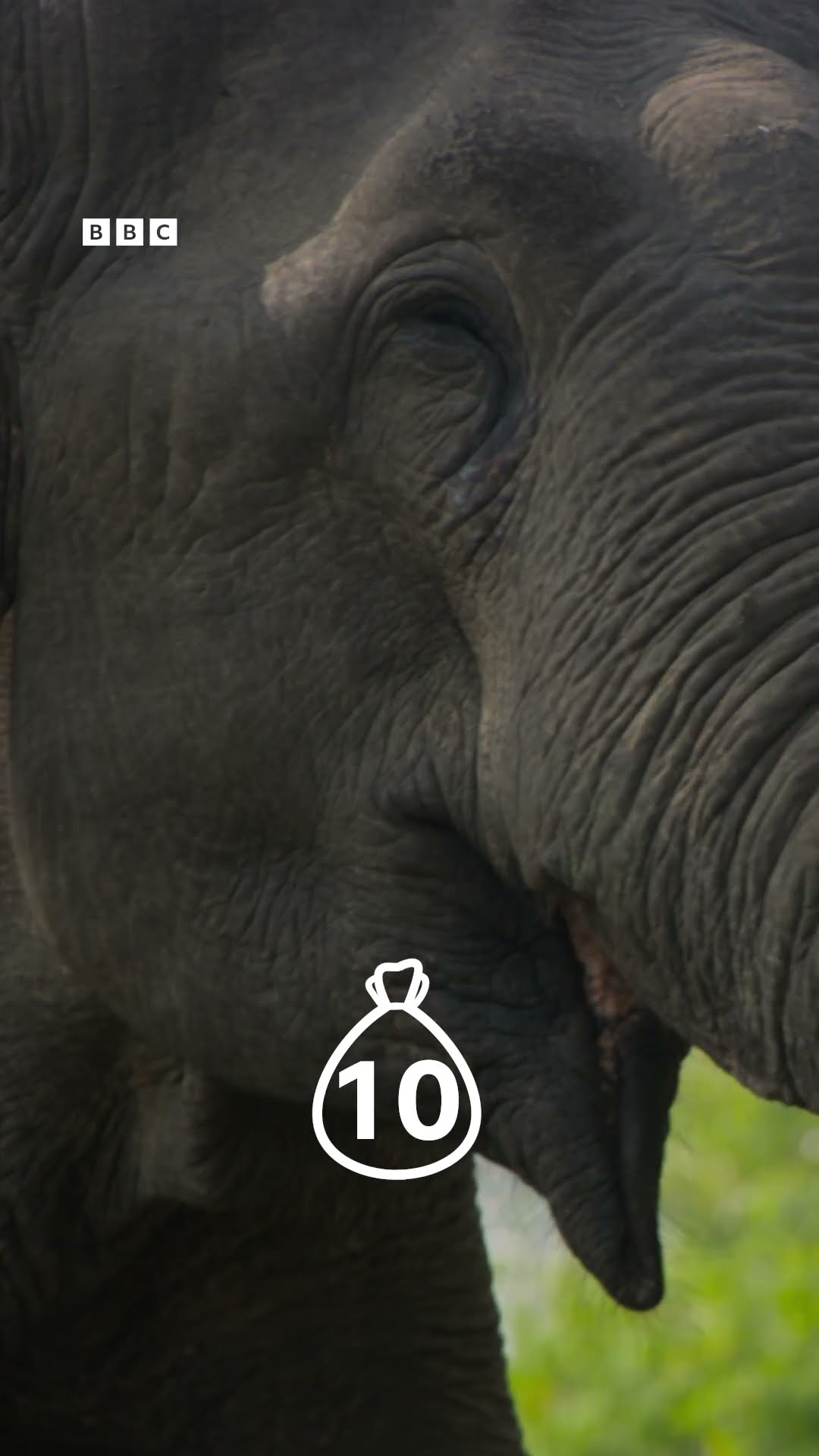Meet the elephant who collects road tax ? #BBCEarthAsia #Shorts