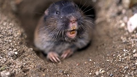 Best Options for Pocket Gopher Control in the Vineyard