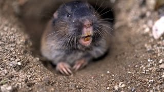 Full Best Options for Pocket Gopher Control in the Vineyard Update