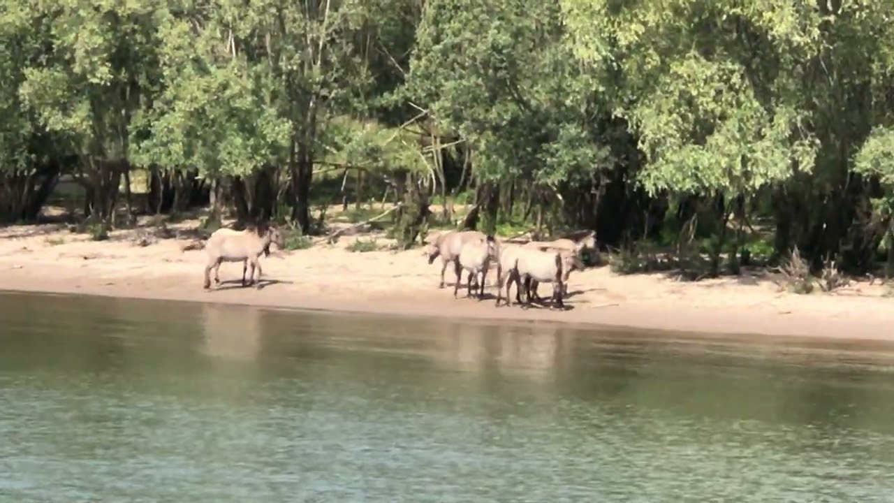 Massive Horse Hordes Walking Along the river 🌊 
