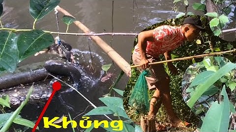 Thu phục con cá lóc khủng, câu cá lóc bằng vịt, cận cảnh từng pha bay táp búa bổ quá kịch tính