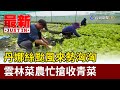 丹娜絲颱風來勢洶洶 雲林菜農忙搶收青菜 最新快訊 丹娜絲颱風來勢洶洶 雲林菜農忙搶收青菜 最新快訊