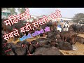 Madhiyai Pashu Mandi || मढियाई पशु मंडी || कटिया स्पेशल || Katiya Special