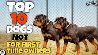 Top 10 dogs Not for first time owners | powerful | Aggressive | funny