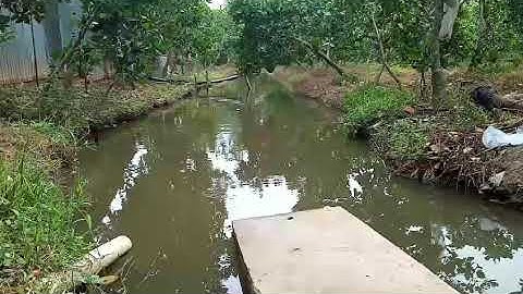 VƯỜN MÍT THÁI BẢY BÌNH- MỸ NGHĨA1 MỸ ĐỨC TÂY