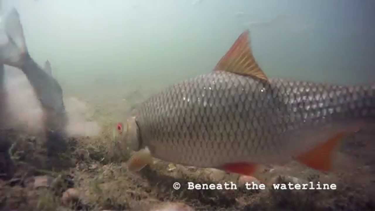 camera iphone 8 plus apk Roach (Rutilus rutilus) Underwater UK