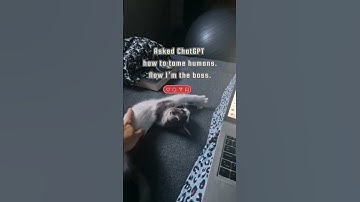 Cat Tames Human Using ChatGPT ✅