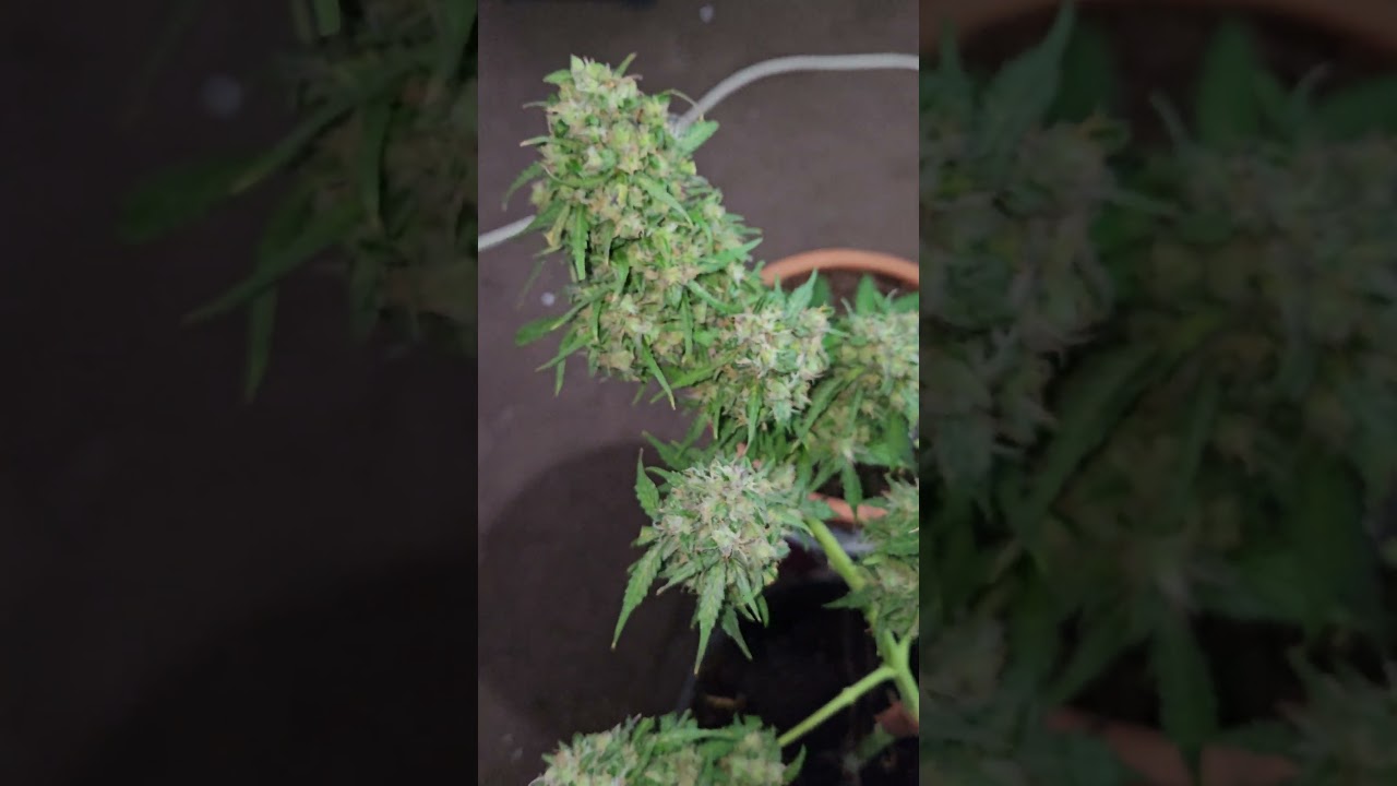 UK Indoor Grow 2025 ( Critical x Cheese Auto) Harvesting time almost.!. 🌴.  