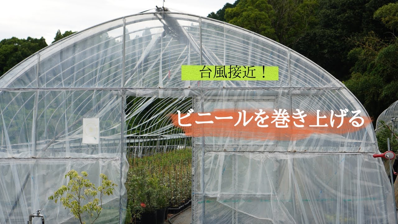 台風接近でハウスのビニールを巻き上げる。 - YouTube