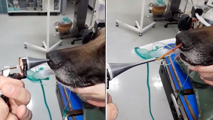 Stick Removed From Dog's Nostril