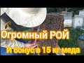 ОГРОМНЫЙ РОЙ 2022 года, принес КУЧУ МЁДА. Первый рой в этом году.